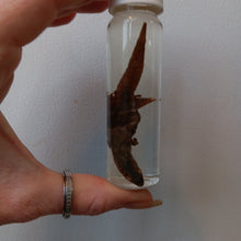 Load image into Gallery viewer, Gecko