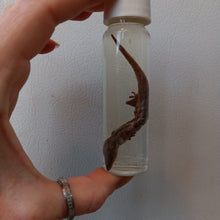 Load image into Gallery viewer, Gecko