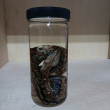 Load image into Gallery viewer, Python