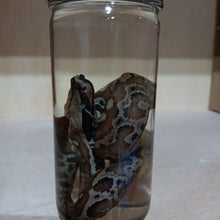 Load image into Gallery viewer, Python