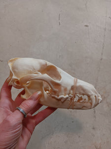 Coyote Skull